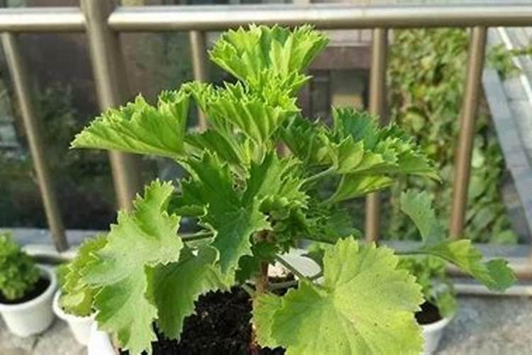 西瓜底肥施肥方案 ？施肥注意事项