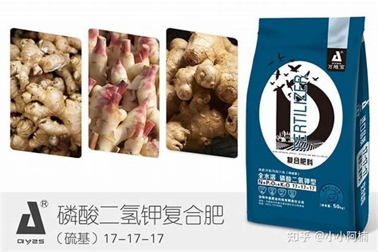 大姜用冲施肥灌根后不接着浇水会烧根吗