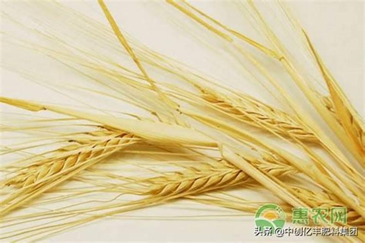 如何给小麦施钾肥？