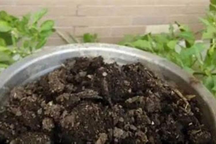 种蔬菜用什么肥料最好
