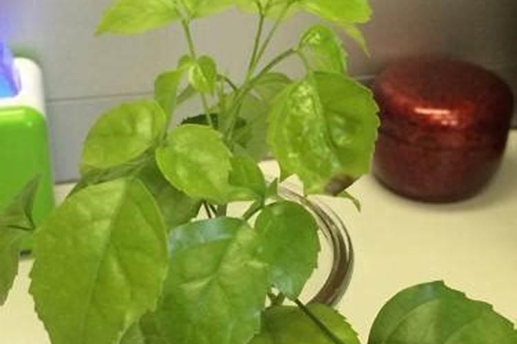 花卉叶面肥多久喷一次比较好 叶面肥打多了有害吗