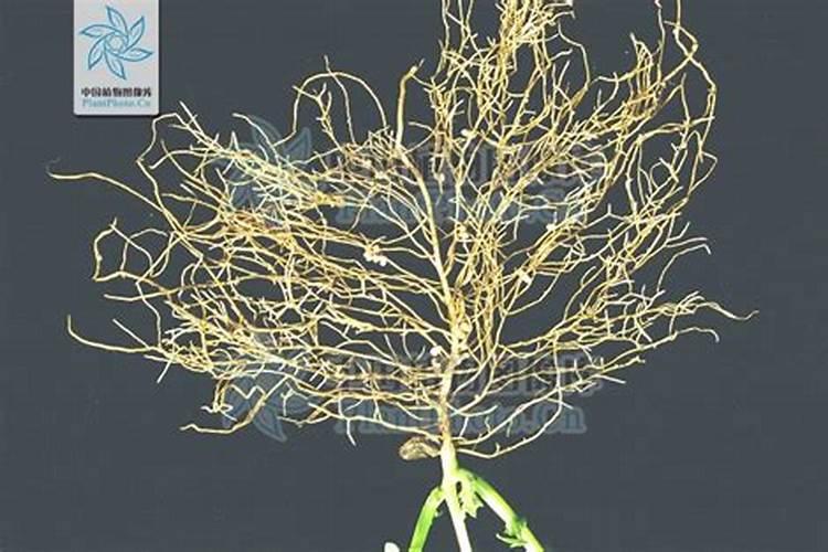 春季种植蔬菜的时候,应该如何进行施肥？