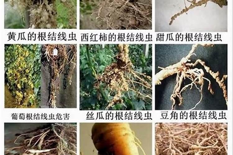 种菜用什么追肥长得快