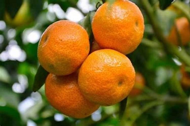 果树缺磷有哪些症状？怎样防治？