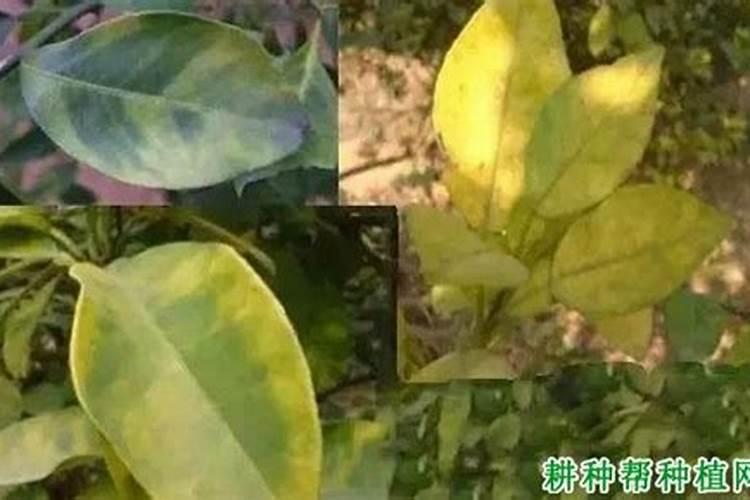 柑橘开花之时用什么肥料更为恰当
