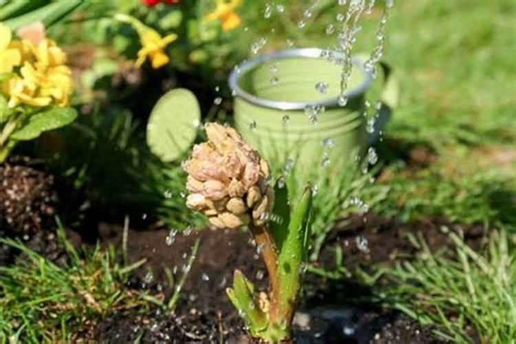 复合肥不是撒是泡,90%的人都错了!四个时间点很关键