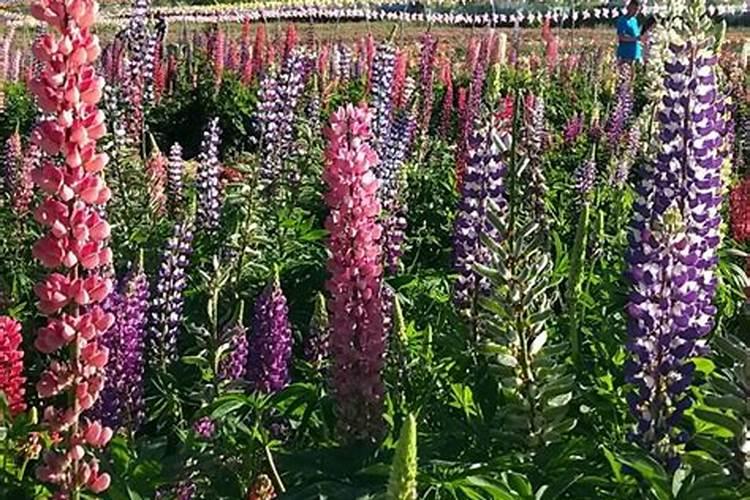 花种下多久可以施肥 花种植后何时施肥最合适？