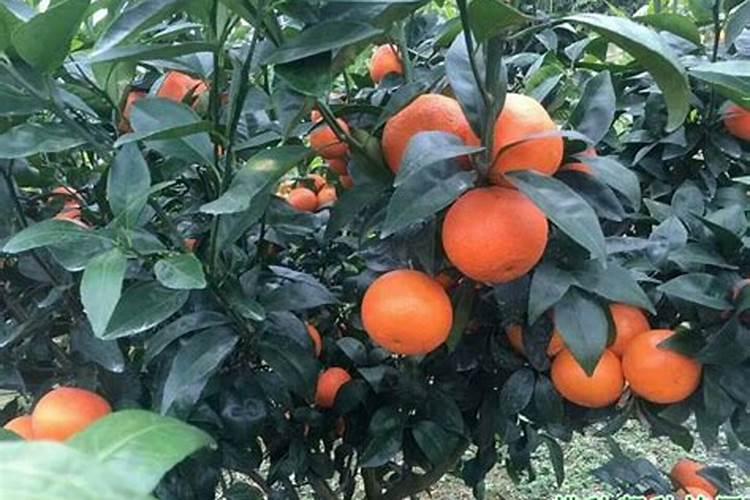 柑橘夏季施什么肥？