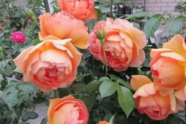 月季花施肥需要注意什么