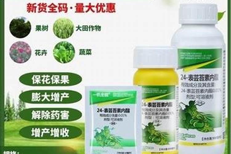 三角梅花苞后如何浇水？