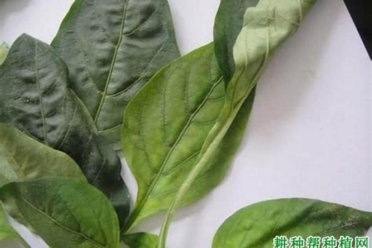 红钾肥的作用是什么