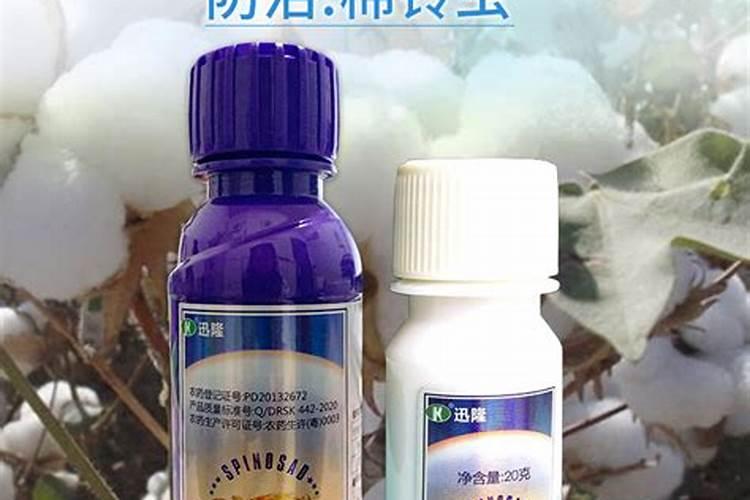 大花蕙兰花期怎样浇水 大花蕙兰花期如何浇水