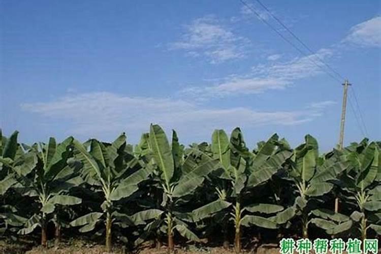 香蕉用什么肥料能快速生长