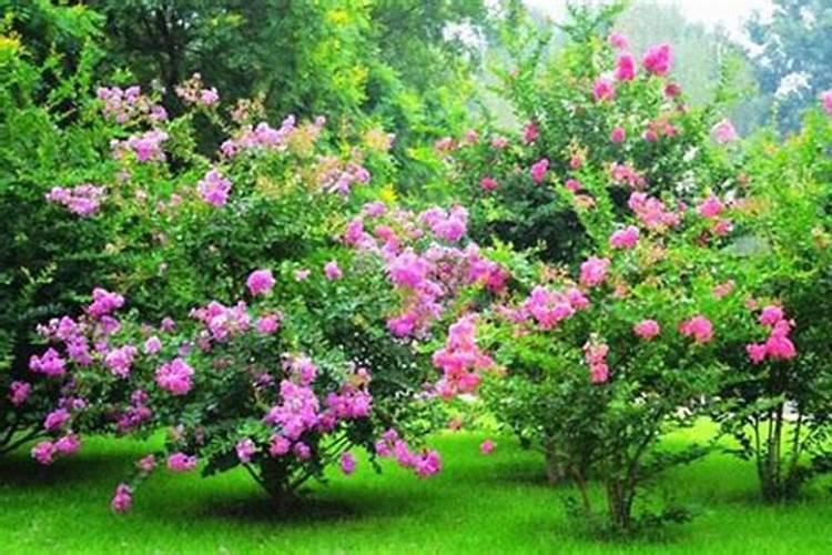 紫薇花如何饲养