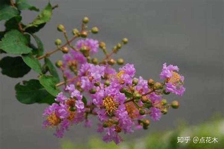 紫薇树用什么复合肥好