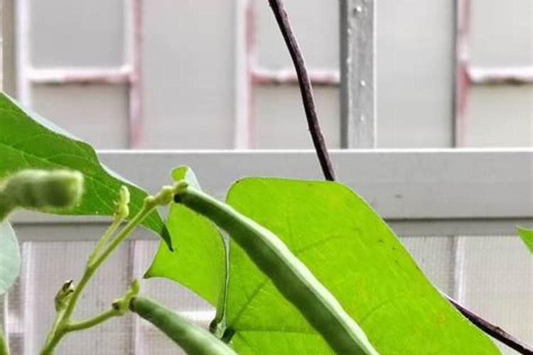 棉花如何打顶？棉花打顶的时间和方法!