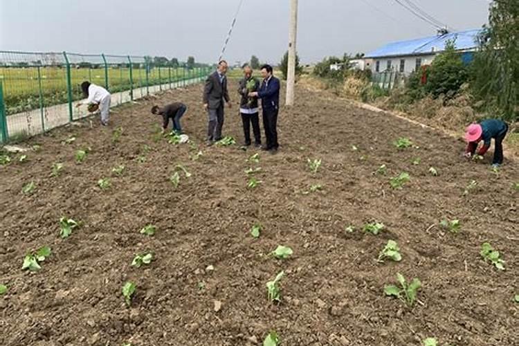 油菜追肥用什么肥料好