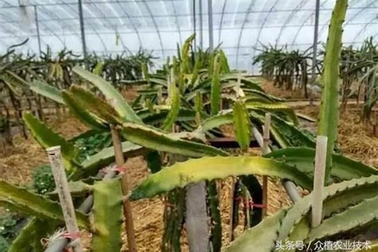 火龙果的枝条可以做肥料