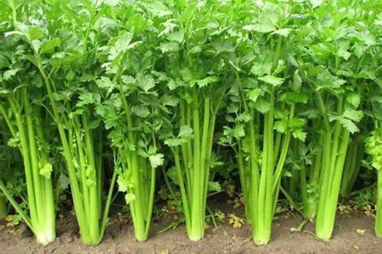 芹菜病虫害的防治方法有哪些？