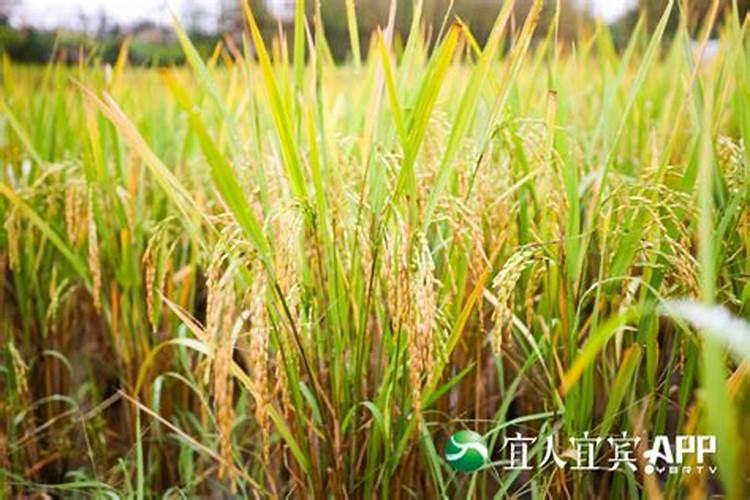 二战时,日本为何没有像德国一样,被美苏分为两个国家？