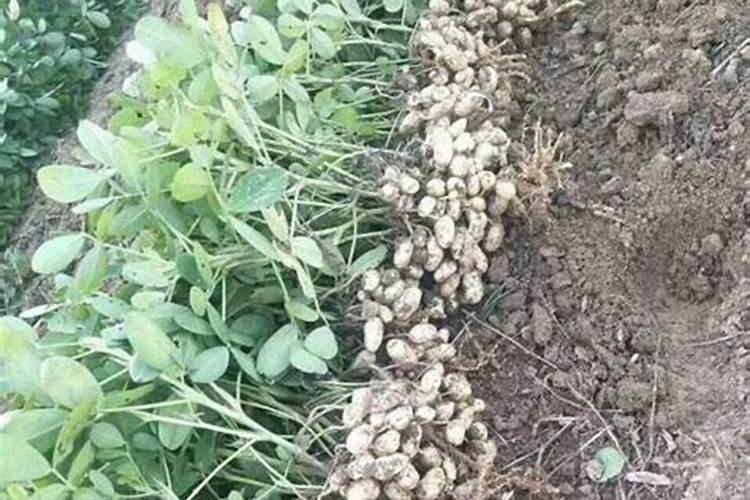 杜鹃开花期间施什么肥