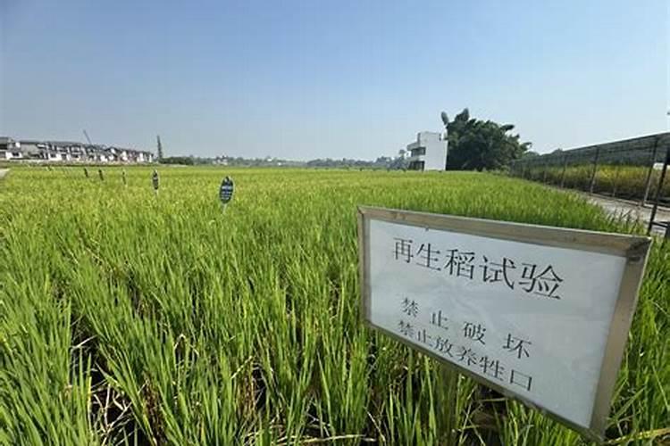 水稻种植技术 机收再生稻栽培技术