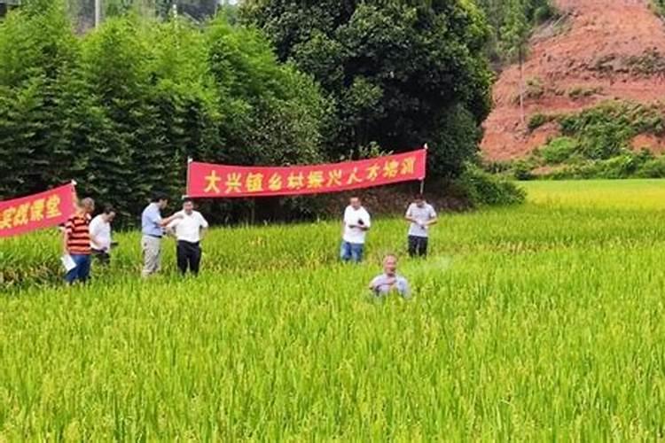 再生稻怎么进行合理施肥