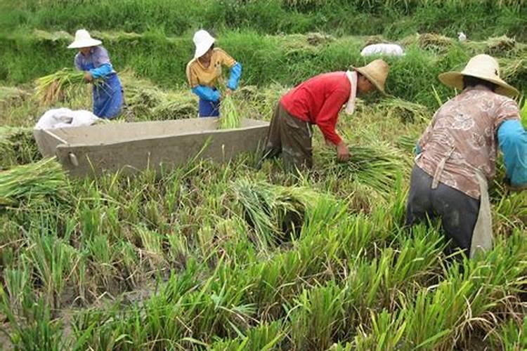 如何种植再生稻？