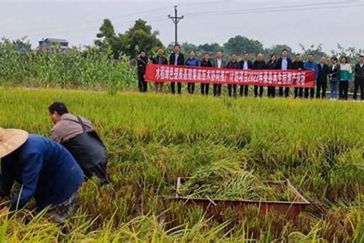 水稻黄叶病用什么农药