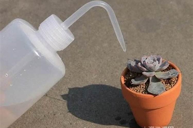 多肉植物施肥后多久可以浇水