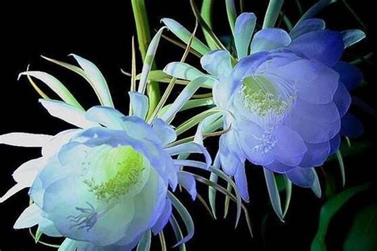 昙花不开花怎么办