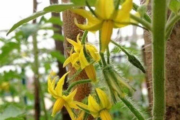 自家种番茄家里用什么肥料