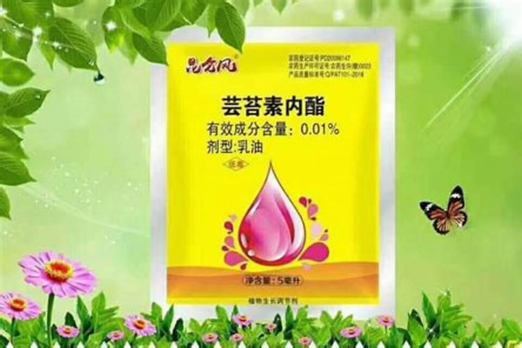 月季和什么花是一起开的 月季的花期养护
