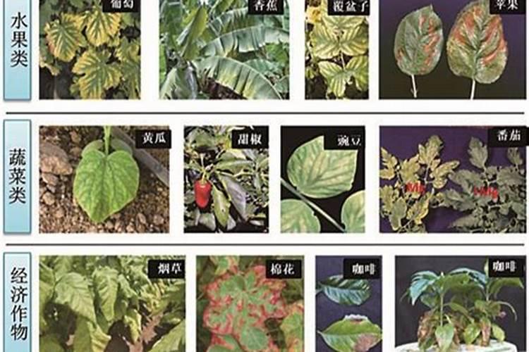 镁过量对葡萄试管苗的影响？