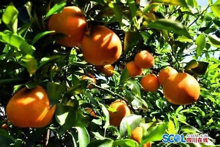 肥料撒多了怎么办