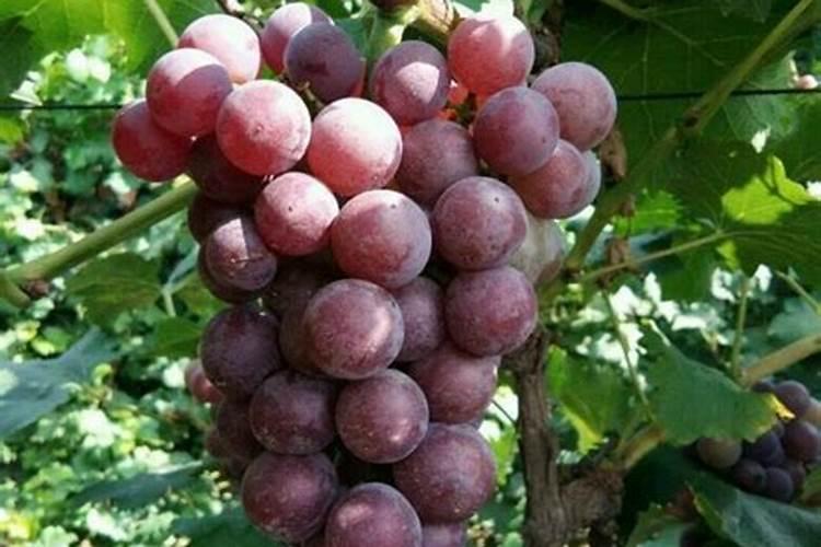 调环酸钙控旺过重怎么解决