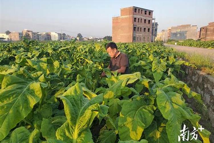 叶面肥可以灌根吗 叶面肥多长时间能吸收