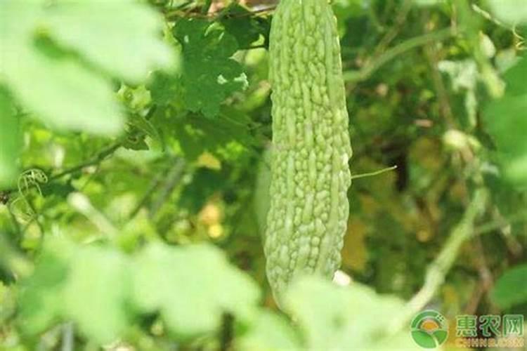 露地苦瓜的高效栽培管理技术 苦瓜养殖方法总结