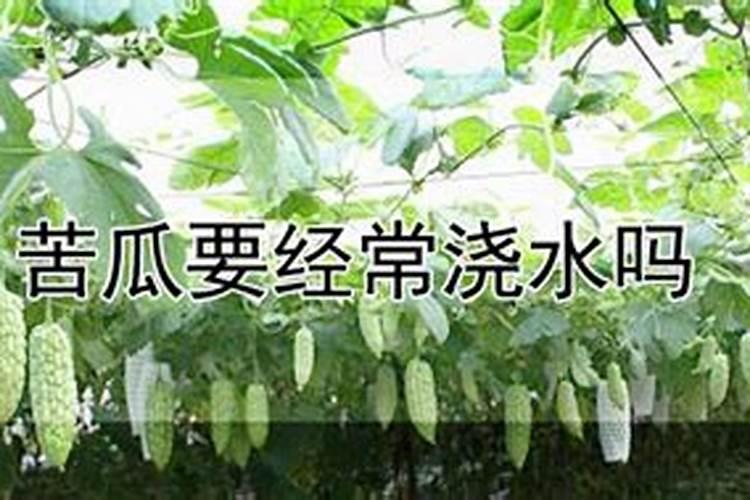 苦瓜苗期管理技术