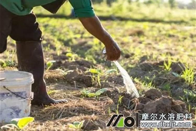 莴笋叶片发红什么病害