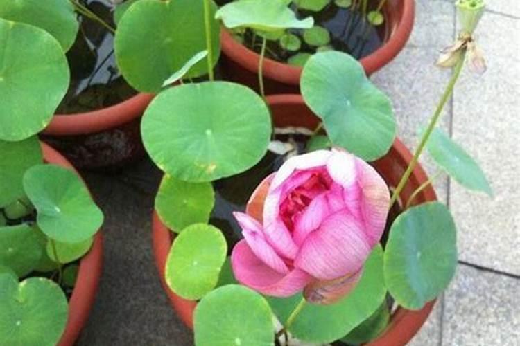 移栽牡丹花如何浇水