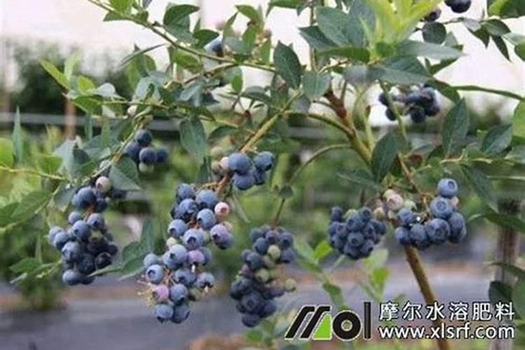 桃子长桃胶了应该采取什么办法治疗
