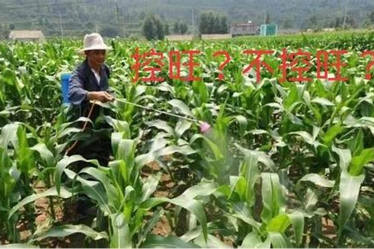 生物菌肥和土壤调理剂是不是同一种肥料