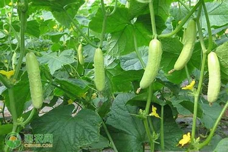 黄瓜如何施肥和浇水