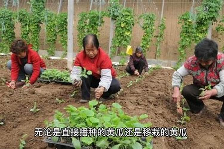 怎样让黄瓜叶小而厚？