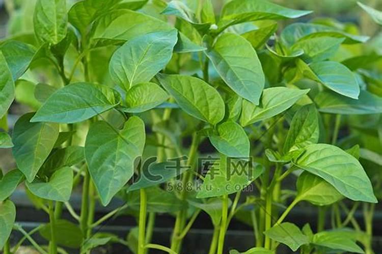猕猴桃树几月份用月子肥？
