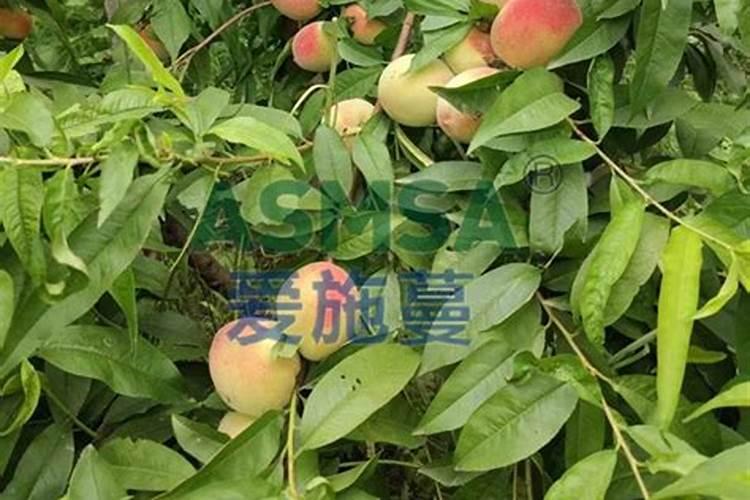 复合肥,氮肥,磷肥,钾肥有什么区别？
