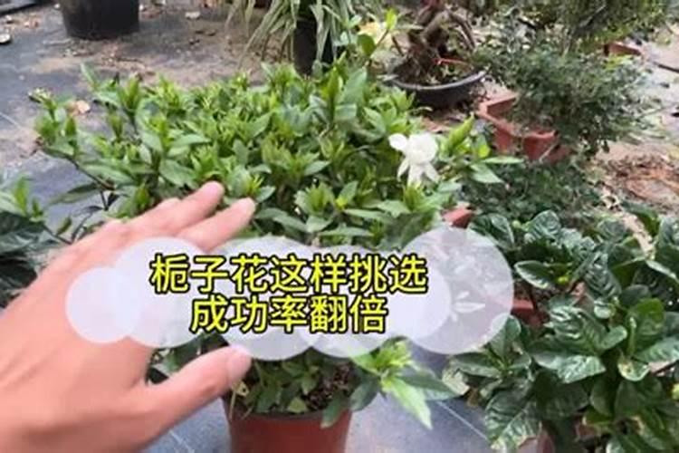  Petites with Vitamin D3柠檬酸钙200粒购买最佳价格百度...
