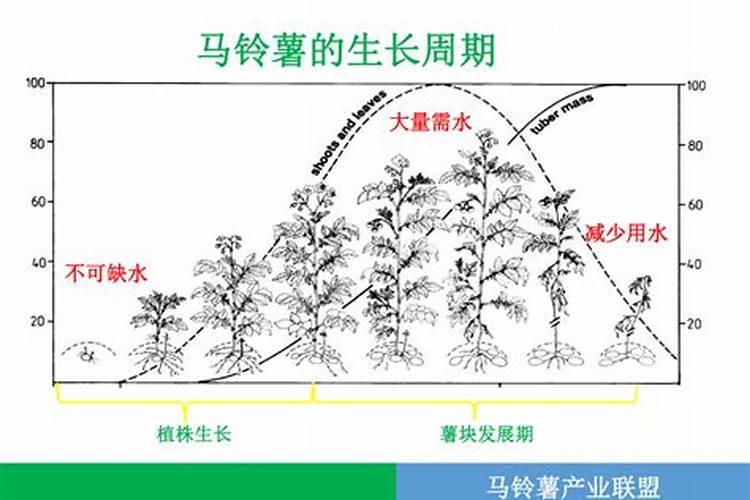 土豆几月份用肥,用什么肥料好？