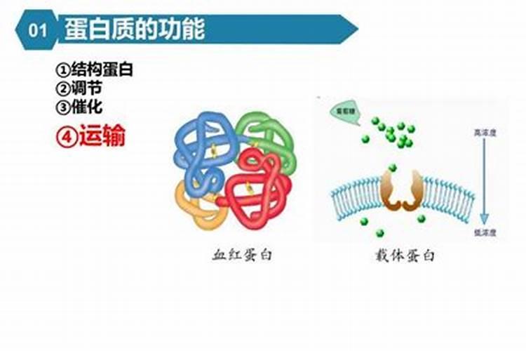 如何养护金弹子？注意这三点,既能赏花又能观果